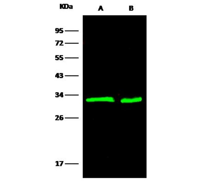 14-3-3 beta Antibody in Western Blot (WB)