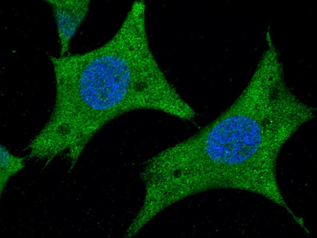 AARSD1 Antibody in Immunocytochemistry (ICC/IF)