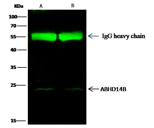 ABHEB Antibody in Immunoprecipitation (IP)