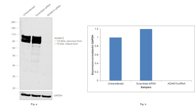 ADAM15 Antibody in Western Blot (WB)