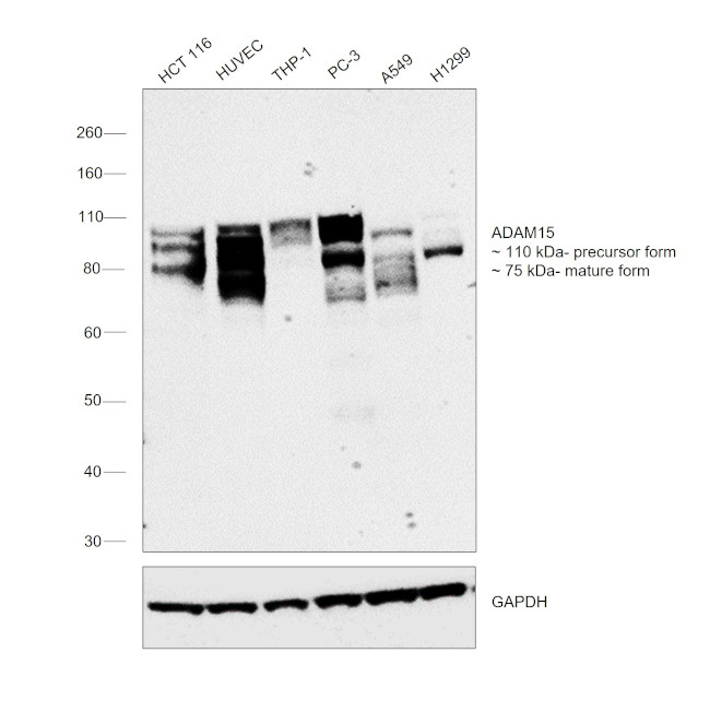 ADAM15 Antibody in Western Blot (WB)