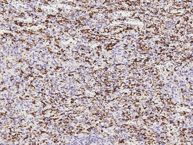 IBA1 Antibody in Immunohistochemistry (Paraffin) (IHC (P))