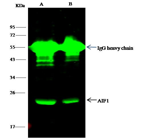 IBA1 Antibody in Immunoprecipitation (IP)