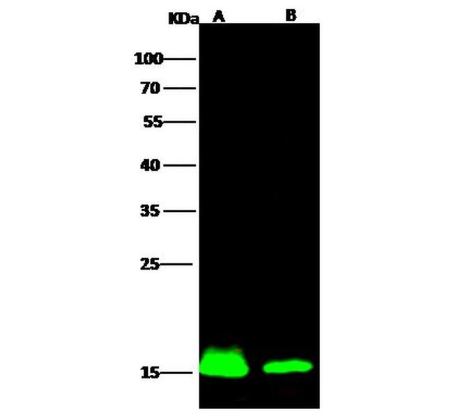 IBA1 Antibody in Western Blot (WB)