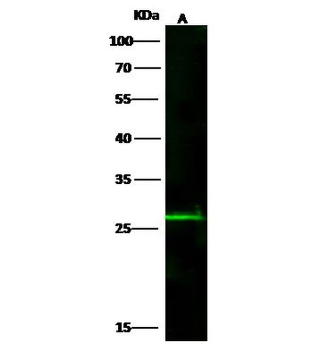 Adenylate Kinase 4 Antibody in Western Blot (WB)