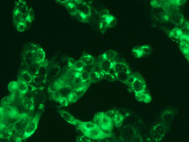 Human Serum Albumin Antibody in Immunocytochemistry (ICC/IF)