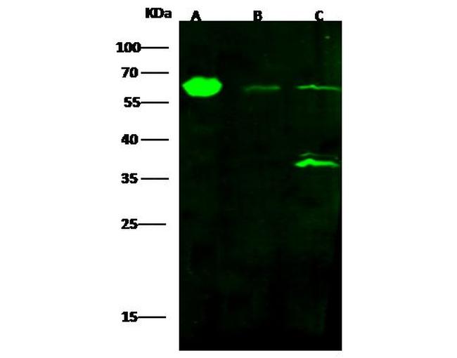 ALDH4A1 Antibody in Western Blot (WB)