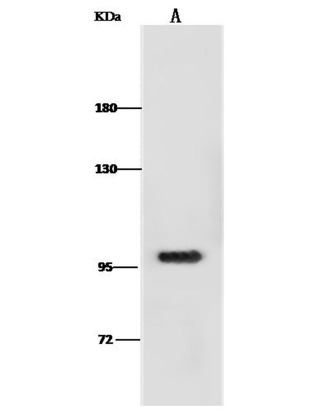 DOG-1 Antibody in Western Blot (WB)