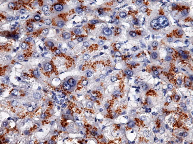 Apolipoprotein H Antibody in Immunohistochemistry (Paraffin) (IHC (P))