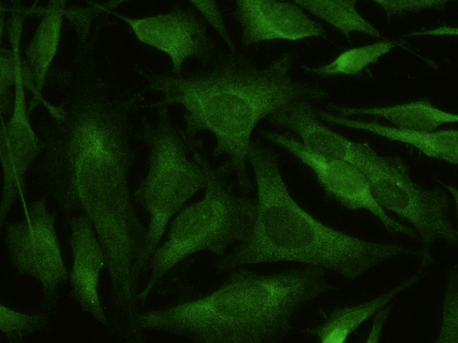 BACE1 Antibody in Immunocytochemistry (ICC/IF)