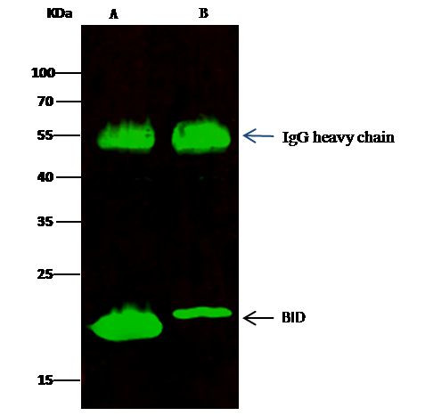 BID Antibody in Immunoprecipitation (IP)