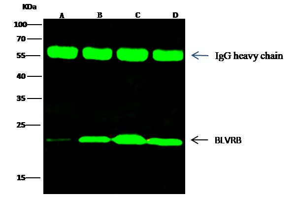 Flavin reductase Antibody in Immunoprecipitation (IP)