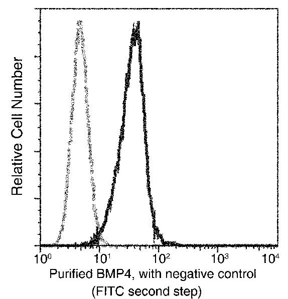 BMP-4 Antibody in Flow Cytometry (Flow)
