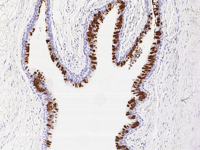 LPlunc1 Antibody in Immunohistochemistry (Paraffin) (IHC (P))