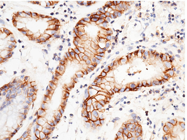 CD147 Antibody in Immunohistochemistry (Frozen) (IHC (F))