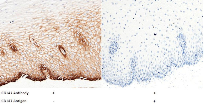 CD147 Antibody in Immunohistochemistry (Paraffin) (IHC (P))