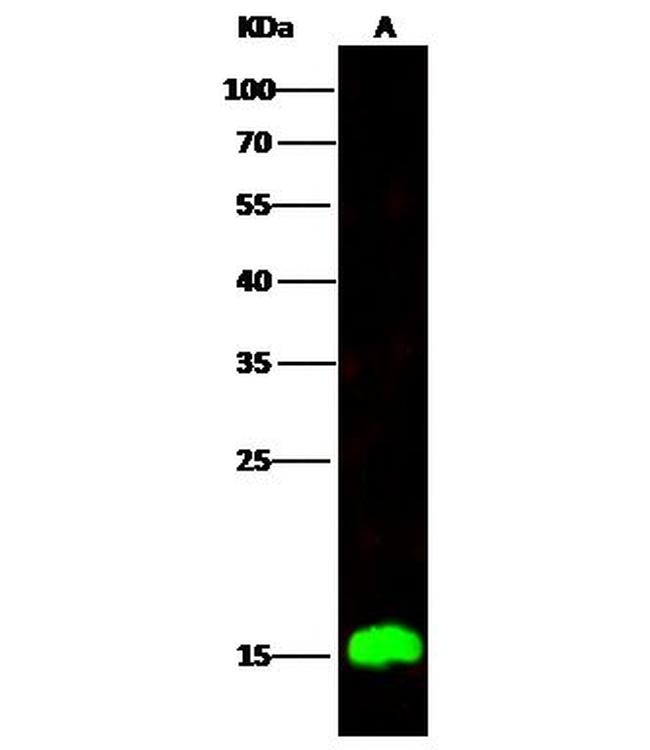 C1D Antibody in Western Blot (WB)