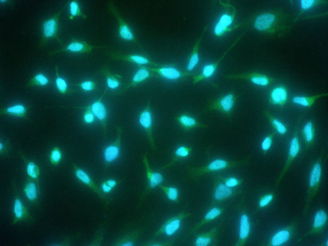 Caspase 14 Antibody in Immunocytochemistry (ICC/IF)