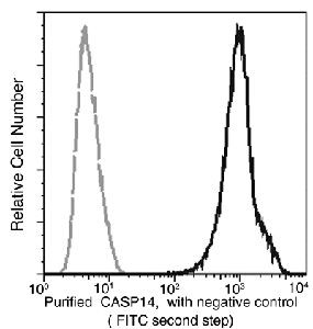 Caspase 14 Antibody in Flow Cytometry (Flow)