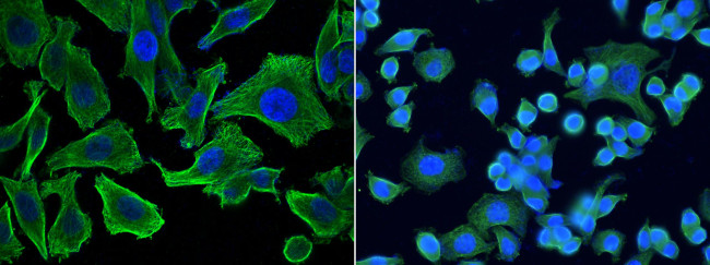 MCP-3 Antibody in Immunocytochemistry (ICC/IF)