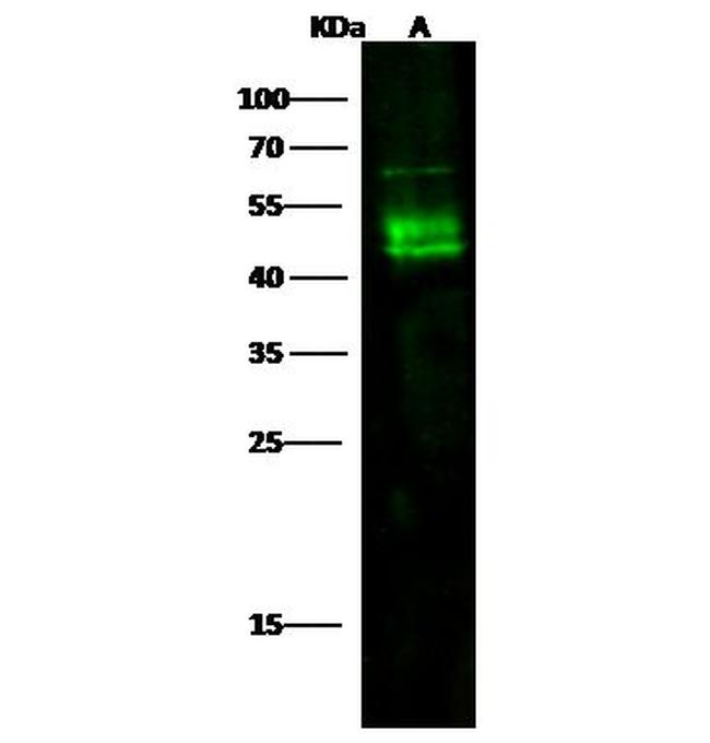 DC-SIGN Antibody in Western Blot (WB)