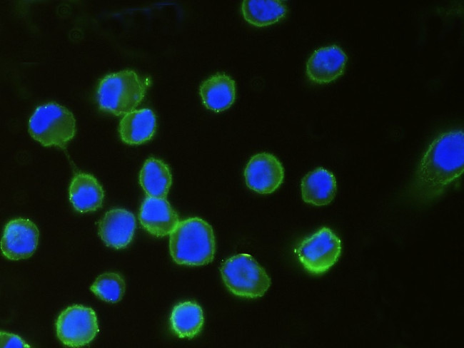 B7-H3 Antibody in Immunocytochemistry (ICC/IF)