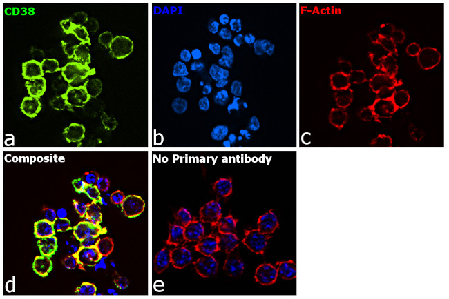 CD38 Antibody in Immunocytochemistry (ICC/IF)