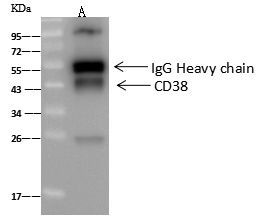 CD38 Antibody in Immunoprecipitation (IP)