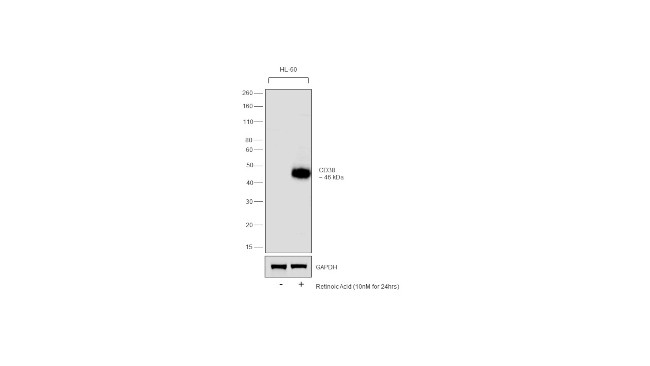 CD38 Antibody