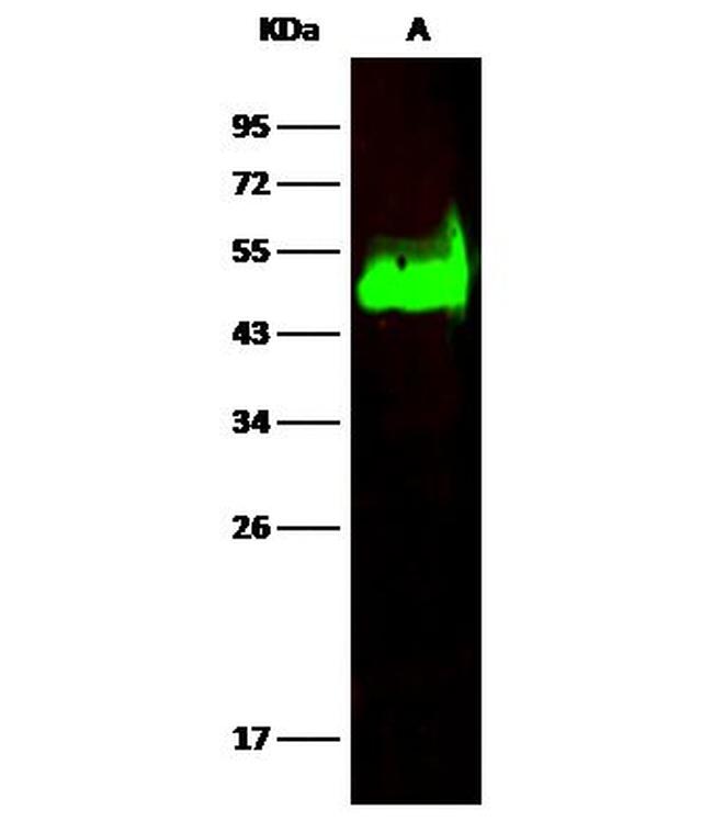 CD38 Antibody in Western Blot (WB)