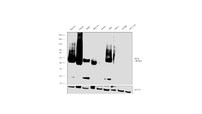CD38 Antibody in Western Blot (WB)
