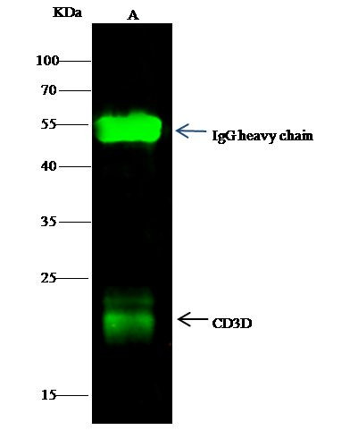 CD3d Antibody in Immunoprecipitation (IP)