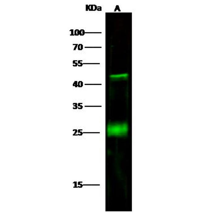 CD3d Antibody in Western Blot (WB)