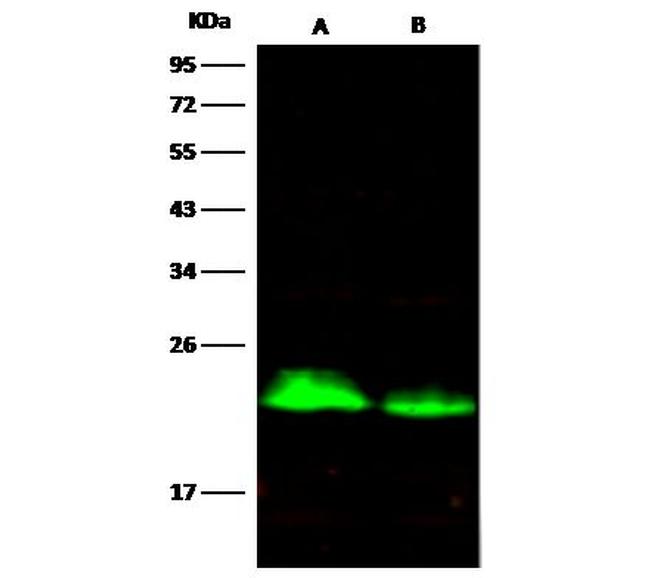 CD3d Antibody in Western Blot (WB)