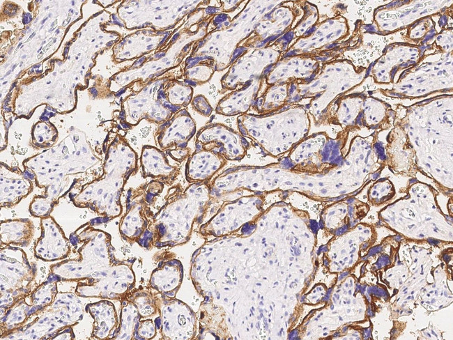 CD46 Antibody in Immunohistochemistry (Paraffin) (IHC (P))