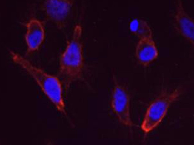 CD46 Antibody in Immunocytochemistry (ICC/IF)