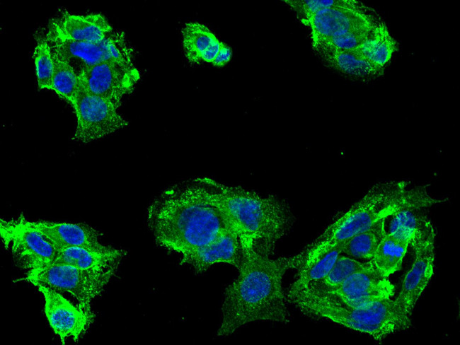 CD46 Antibody in Immunocytochemistry (ICC/IF)