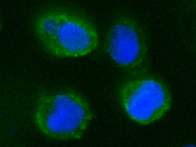 CD55 Antibody in Immunocytochemistry (ICC/IF)