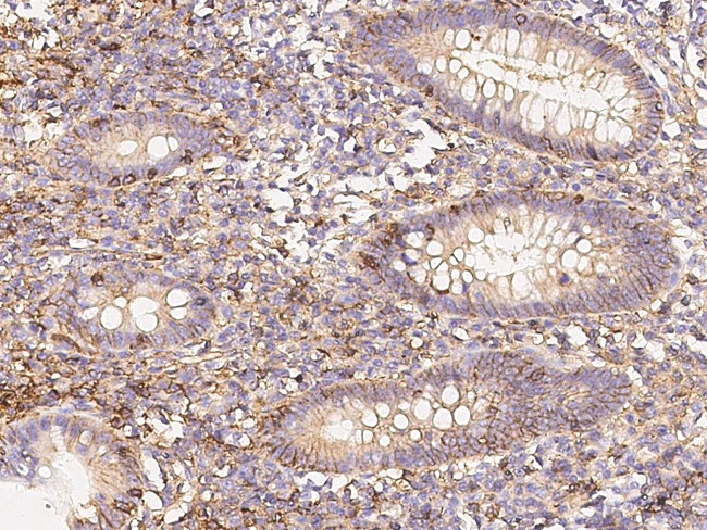 CD58 Antibody in Immunohistochemistry (Paraffin) (IHC (P))