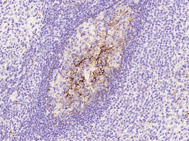 CD82 Antibody in Immunohistochemistry (Paraffin) (IHC (P))