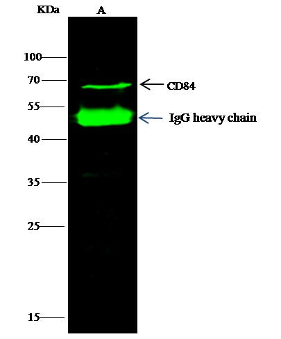 CD84 Antibody in Immunoprecipitation (IP)