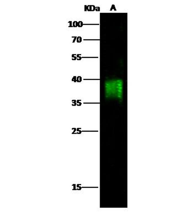 CD84 Antibody in Western Blot (WB)