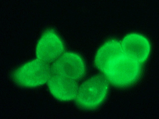 CEACAM1 Antibody in Immunocytochemistry (ICC/IF)