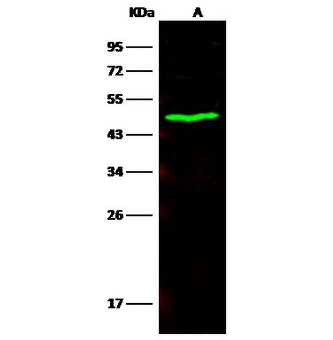 CES3 Antibody in Western Blot (WB)