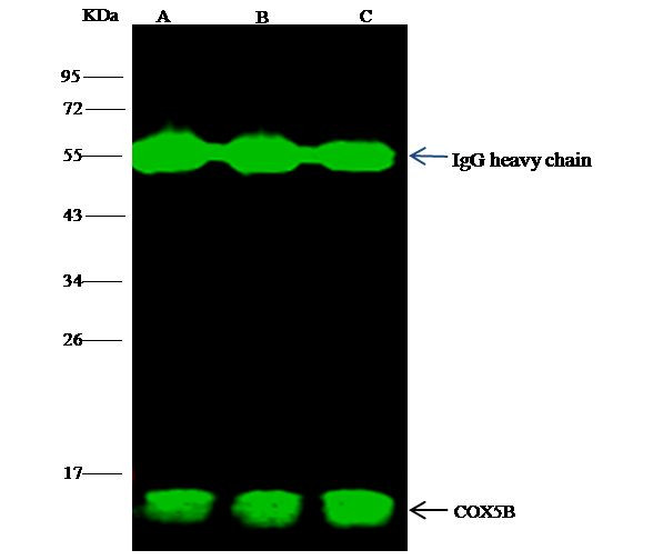 COX5B Antibody in Immunoprecipitation (IP)