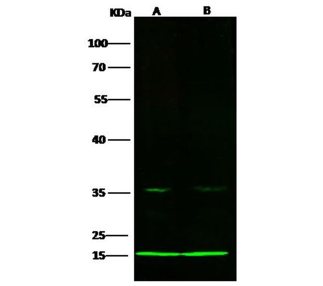 COX5B Antibody in Western Blot (WB)