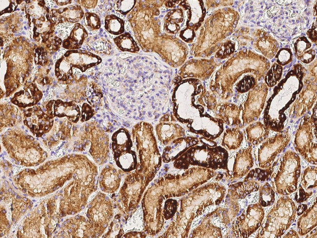 COX5B Antibody in Immunohistochemistry (Paraffin) (IHC (P))