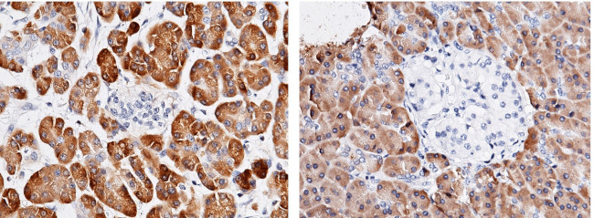 Carboxypeptidase A2 Antibody in Immunohistochemistry (Paraffin) (IHC (P))