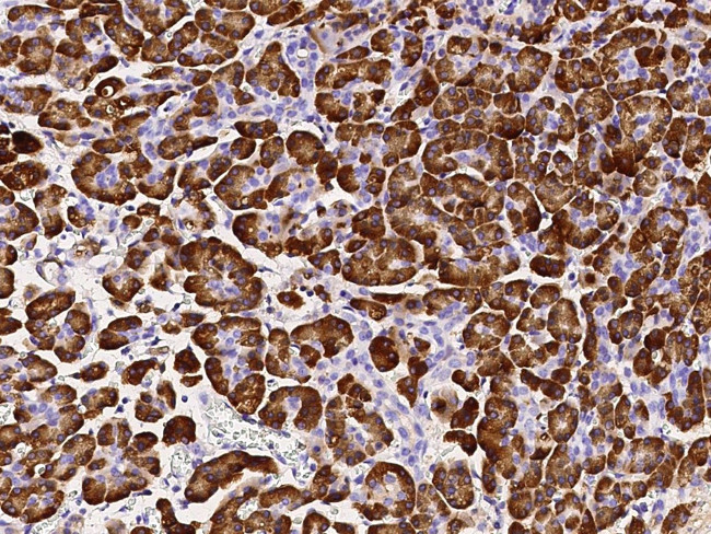 Carboxypeptidase B1 Antibody in Immunohistochemistry (Paraffin) (IHC (P))