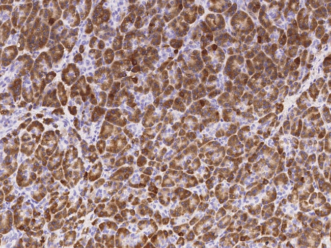 Carboxypeptidase B1 Antibody in Immunohistochemistry (Paraffin) (IHC (P))